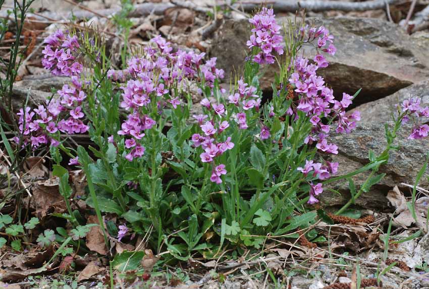 Arabis collina subsp. rosea / Arabetta rosea